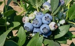 Biloxi Southern Highbush Blueberry - 1 Gallon Pot -Garden & Outdoor Sale Shop 10151 biloxi blueberry