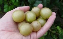 Summit Muscadine - 1 Gallon Pot -Garden & Outdoor Sale Shop 10470 summit muscadine