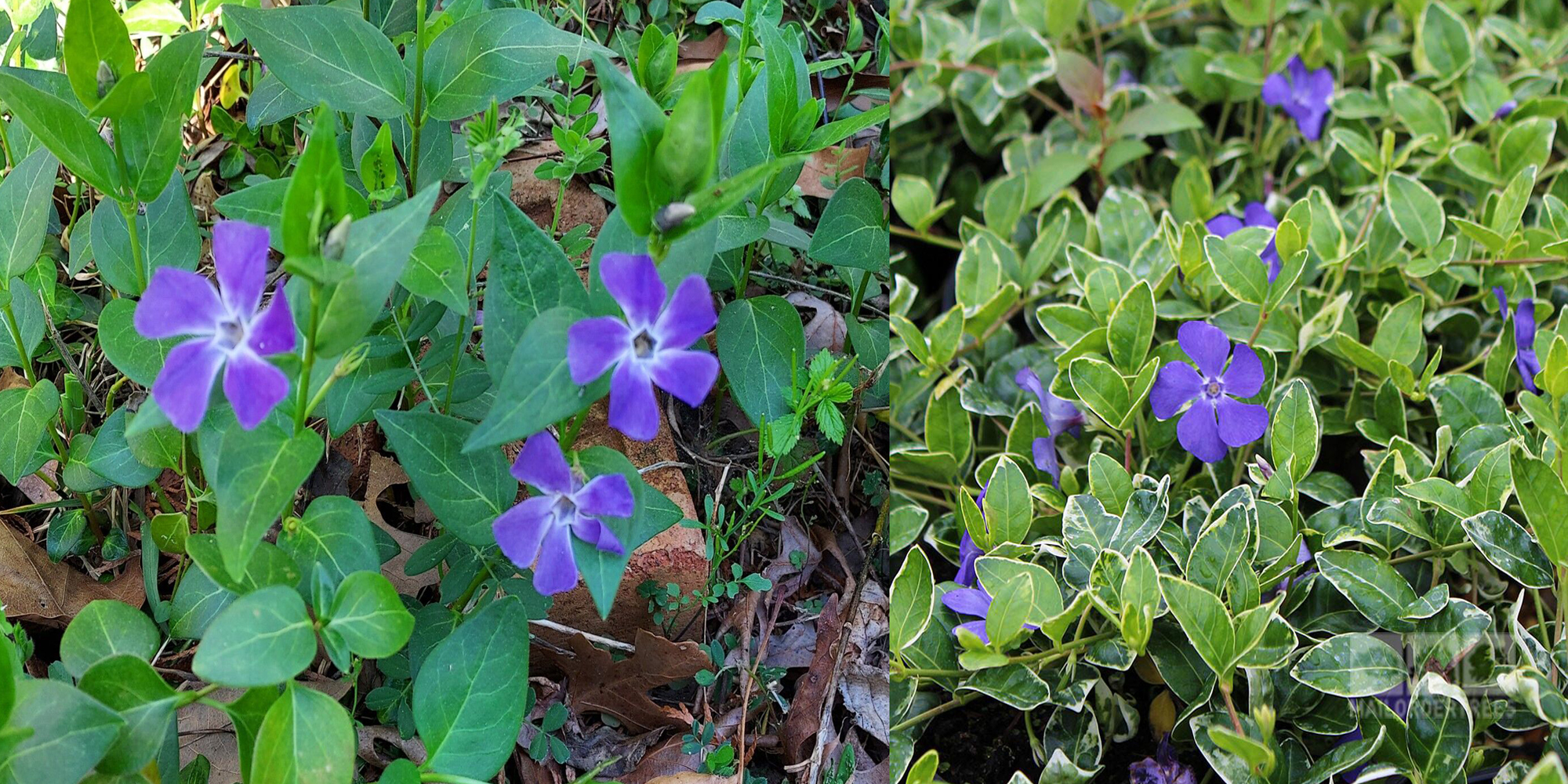 Garden & Outdoor Sale Shop -Garden & Outdoor Sale Shop 15