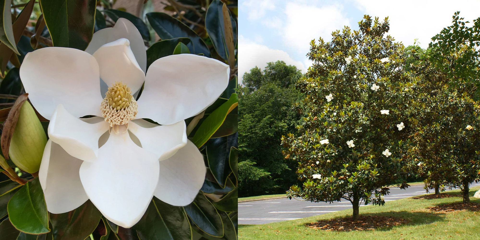 Garden & Outdoor Sale Shop -Garden & Outdoor Sale Shop 16