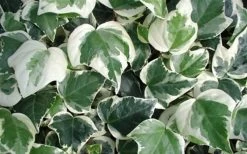 Variegated Algerian Ivy (Hedera Algeriensis 'Gloire De Marengo') - 18 Pack Of Pint Pots -Garden & Outdoor Sale Shop 3554 ravensholst ivy