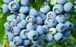 Powderblue Rabbiteye Blueberry - 6 Pack Of 1 Gallon Pots -Garden & Outdoor Sale Shop 3591 powder blue blueberry