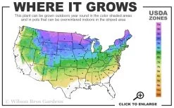 Arctic Fire Red Twig Dogwood - 3 Gallon Pot -Garden & Outdoor Sale Shop 3a 8a 2