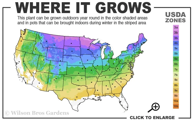 Pink Creeping Phlox - 6 Pack Of Pint Pots 5 Pink Creeping Phlox - 6 Pack Of Pint Pots - Image 3