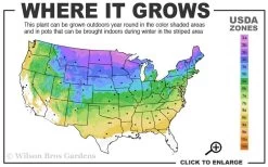Staghorn Sumac (Rhus Typhina) - 3 Gallon Pot -Garden & Outdoor Sale Shop 3a 8b 23