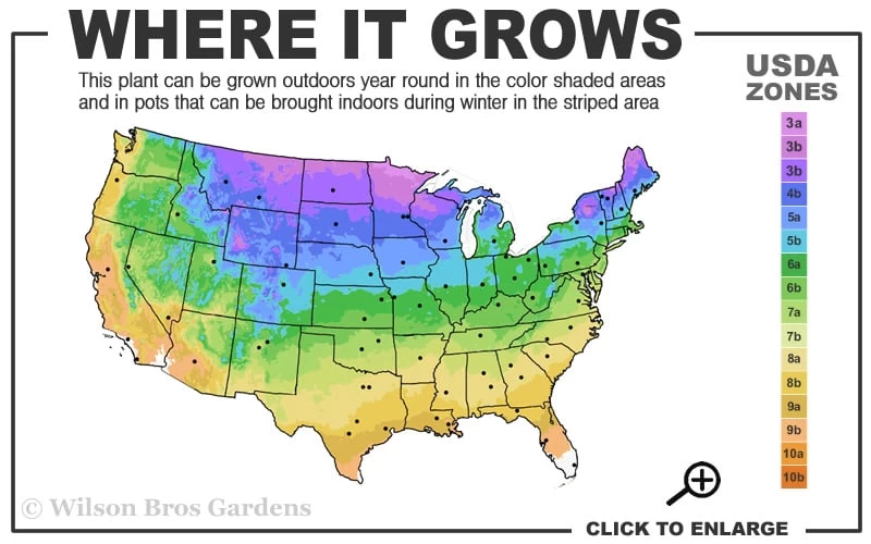 Bronze Beauty Ajuga - Bugleweed - 1 Gallon Pot 5 Bronze Beauty Ajuga - Bugleweed - 1 Gallon Pot - Image 3