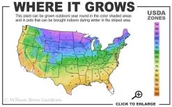 Hemstitched Reblooming Fragrant Bearded Iris- 1 Gallon Pot -Garden & Outdoor Sale Shop 3a 9b 25