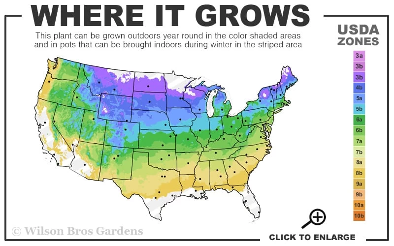Ice Breaker Korean Fir (Single Trunk Topiary) - 1 Gallon Pot 5 Ice Breaker Korean Fir (Single Trunk Topiary) - 1 Gallon Pot - Image 3