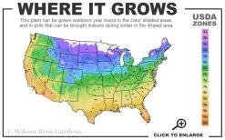 Popcorn Drift Groundcover Rose - 2 Gallon Pot -Garden & Outdoor Sale Shop 4a 11 3