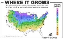 Miss Kim Lilac - 3 Gallon Pot -Garden & Outdoor Sale Shop 4a 8a 2