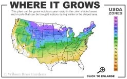 Ribbon Candy Swamp Azalea (Rhododendron Viscosum) - 3 Gallon Pot -Garden & Outdoor Sale Shop 4a 8b 5