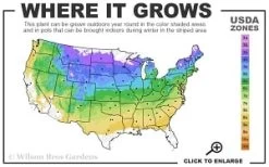 Washington Hawthorn (Crataegus Phaenopyrum) - 3 Pack Of 1.5 Quart Pots -Garden & Outdoor Sale Shop 4a 8b thumbnail
