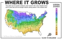 Pachysandra - Japanese Spurge - 18 Count Flat Of Pint Pots -Garden & Outdoor Sale Shop 4a 9a