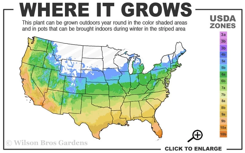 Moonglow Sweetbay Magnolia Tree (Magnolia Virginiana 'Jim Wilson') - 7 Gallon Pot (4-5') 5 Moonglow Sweetbay Magnolia Tree (Magnolia Virginiana 'Jim Wilson') - 7 Gallon Pot (4-5') - Image 3