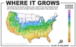 Tall Mondo Grass - 1 Gallon Pot -Garden & Outdoor Sale Shop 5a 10b 3