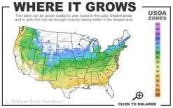 Chicago Luster Arrowwood Viburnum - 3 Gallon Pot -Garden & Outdoor Sale Shop 5a 8b 2