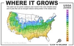 Radiant Variegated Japanese Maple - 3 Gallon Pot -Garden & Outdoor Sale Shop 5a 9a 12