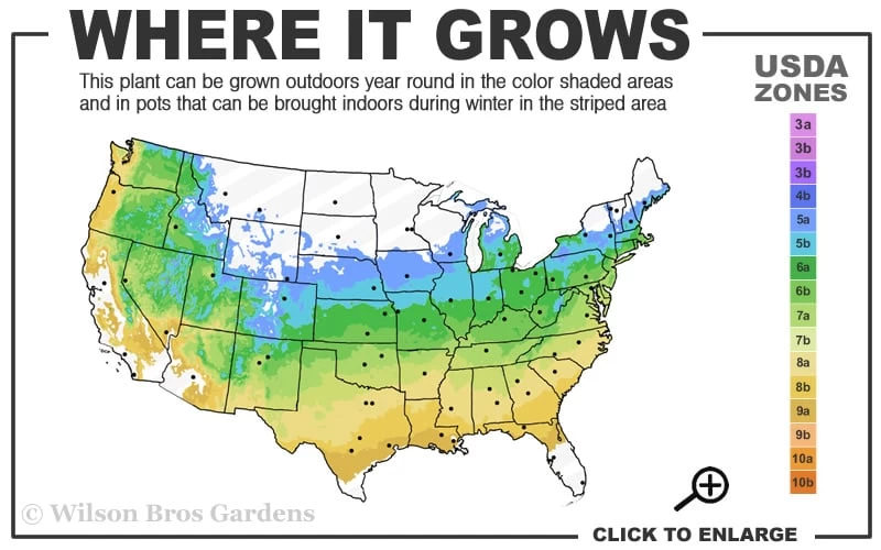Olsen's Frosted Strawberry Japanese Maple - 3 Gallon Pot 5 Olsen's Frosted Strawberry Japanese Maple - 3 Gallon Pot - Image 3
