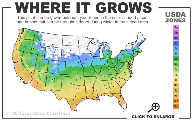 Winterstar Boxwood - 2 Gallon Pot 5 Winterstar Boxwood - 2 Gallon Pot - Image 3