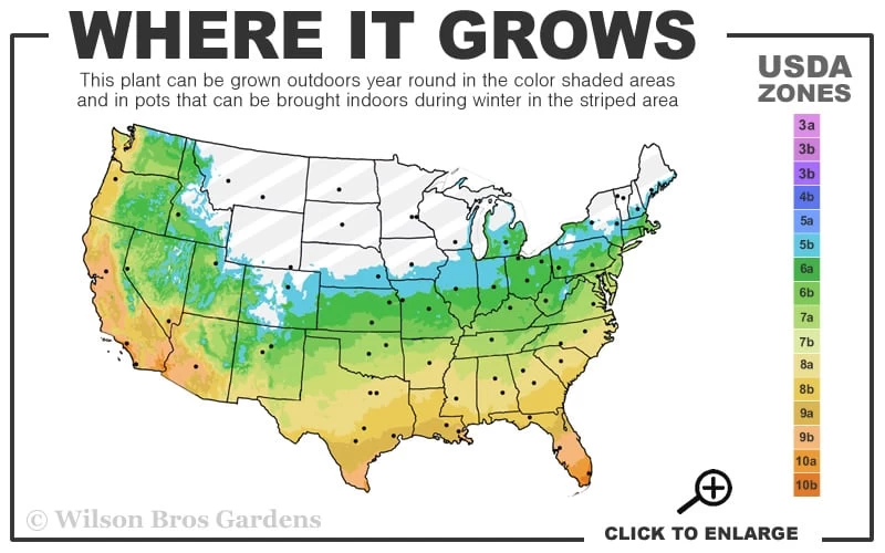 Black Mondo Grass - Ophiopogon Planiscapus 'Nigrescens' - 1 Gallon Pot 5 Black Mondo Grass - Ophiopogon Planiscapus 'Nigrescens' - 1 Gallon Pot - Image 3