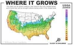 Sweetbay Magnolia - 2 Gallon Pot -Garden & Outdoor Sale Shop 5b 11 4