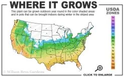 Bug Bat Pitcher Plant (Sarracenia) - 2.5 Quart Pot -Garden & Outdoor Sale Shop 5b 9b 7