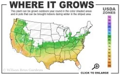 Perfecto Mundo Double White Reblooming Azalea - 3 Gallon Pot -Garden & Outdoor Sale Shop 6A 9B 54