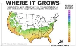 Russian 26 Cold Hardy Pomegranate - 6 Pack Of 1 Gallon Pots -Garden & Outdoor Sale Shop 6B 11