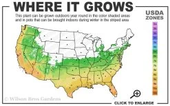 Snow Flurry Hardy Gardenia - 3 Gallon Pot -Garden & Outdoor Sale Shop 6a 10a 7