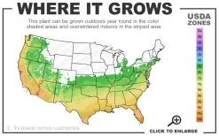 Alta Southern Magnolia - 7 Gallon Pot (3-4') -Garden & Outdoor Sale Shop 6a 10b 9