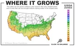 Variegated Liriope - Monkey Grass / Lilyturf - 10 Pack Of Pint Pots -Garden & Outdoor Sale Shop 6a 11 2