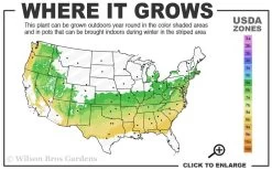 Dwarf Variegated Boxwood - 1 Gallon Pot -Garden & Outdoor Sale Shop 6a 8b 16