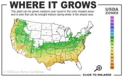 Sir Robert Dwarf Azalea - 1 Gallon Pot -Garden & Outdoor Sale Shop 6a 9a 3