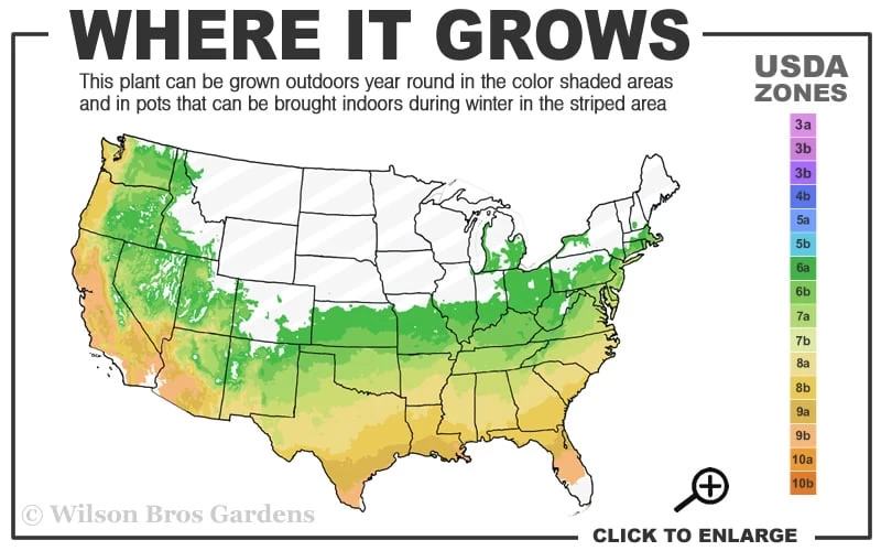 Bigleaf Periwinkle (Vinca Major) - 6 Pack Of Pint Pots 5 Bigleaf Periwinkle (Vinca Major) - 6 Pack Of Pint Pots - Image 3