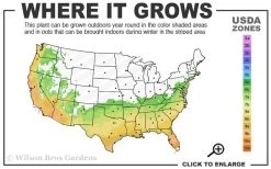 Arctic Dawn Cold Hardy Pink Camellia Hybrid - 1 Gallon Pot 8 Arctic Dawn Cold Hardy Pink Camellia Hybrid - 1 Gallon Pot -Garden & Outdoor Sale Shop 6b 10a