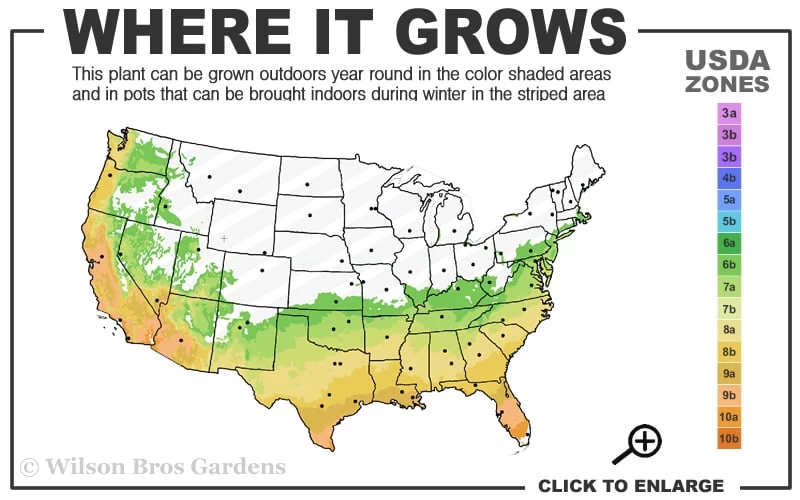Arctic Dawn Cold Hardy Pink Camellia Hybrid - 1 Gallon Pot 5 Arctic Dawn Cold Hardy Pink Camellia Hybrid - 1 Gallon Pot - Image 3