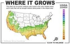 Governor Mouton Red Camellia Japonica - 3 Gallon Pot -Garden & Outdoor Sale Shop 6b 10b 2