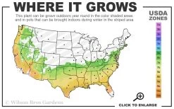 Vernon Rabbiteye Blueberry - 1 Gallon Pot -Garden & Outdoor Sale Shop 6b 9b 35