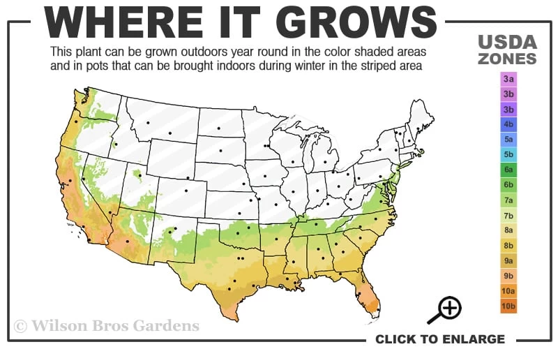 Edgeworthia Chrysantha - Paper Bush - 5 Gallon Pot 5 Edgeworthia Chrysantha - Paper Bush - 5 Gallon Pot - Image 3