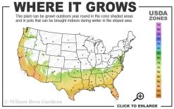 Little Gem Dwarf Southern Magnolia - 3 Gallon Pot (1.5-2.5') 13 Little Gem Dwarf Southern Magnolia - 3 Gallon Pot (1.5-2.5') -Garden & Outdoor Sale Shop 7a 10a