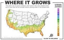 Banana Shrub - 1 Gallon Pot 11 Banana Shrub - 1 Gallon Pot -Garden & Outdoor Sale Shop 7a 10b 97