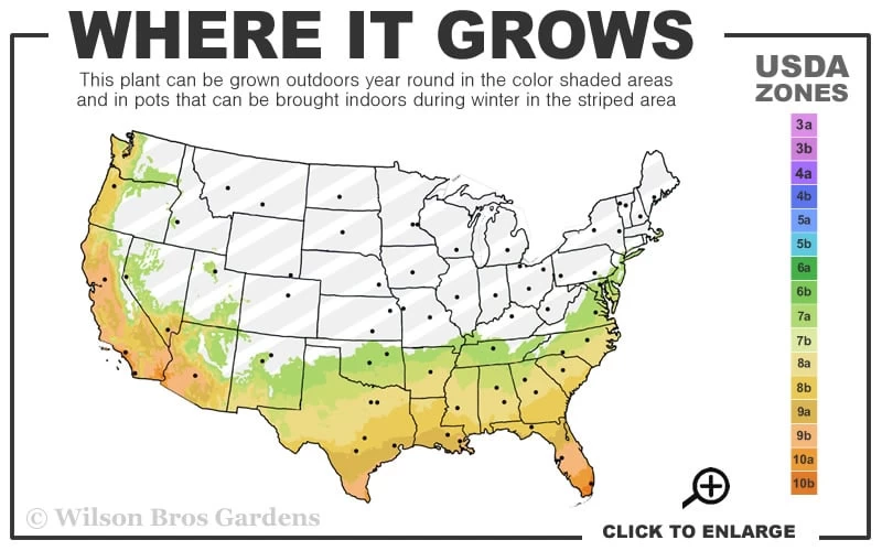 Banana Shrub - 1 Gallon Pot 5 Banana Shrub - 1 Gallon Pot - Image 3