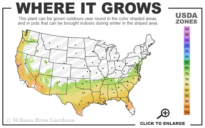 Powderblue Rabbiteye Blueberry - 1 Gallon Pot 5 Powderblue Rabbiteye Blueberry - 1 Gallon Pot - Image 3