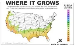 Cream Puff Fragrant Camellia - 3 Gallon Pot -Garden & Outdoor Sale Shop 7a 9b 38