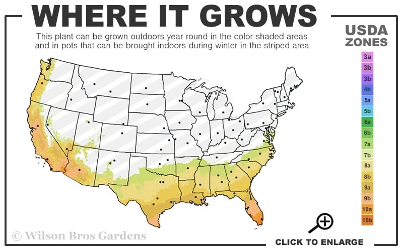 Radicans Creeping Dwarf Gardenia - 3 Gallon Pot 5 Radicans Creeping Dwarf Gardenia - 3 Gallon Pot - Image 3