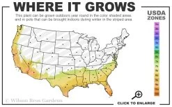 Lady Cavendish Azalea - 6 Pack Of 1 Gallon Pots -Garden & Outdoor Sale Shop 7b 10b 5