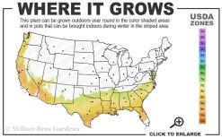 Alapaha Rabbiteye Blueberry - 7 Gallon Pot 8 Alapaha Rabbiteye Blueberry - 7 Gallon Pot -Garden & Outdoor Sale Shop 7b 9b 2