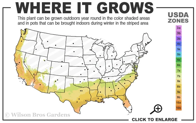 Alapaha Rabbiteye Blueberry - 7 Gallon Pot 5 Alapaha Rabbiteye Blueberry - 7 Gallon Pot - Image 3