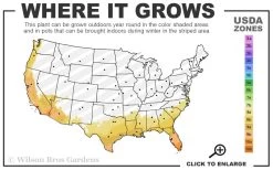 Mojo Dwarf Variegated Pittosporum - 1 Gallon Pot -Garden & Outdoor Sale Shop 8a 11 39