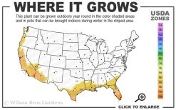 Summit Muscadine - 1 Gallon Pot -Garden & Outdoor Sale Shop 8b 11